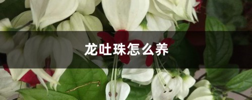 龙吐珠怎么养