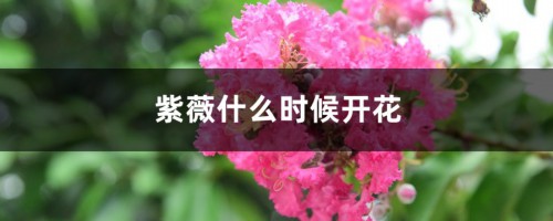 紫薇什么时候开花，紫薇花图片