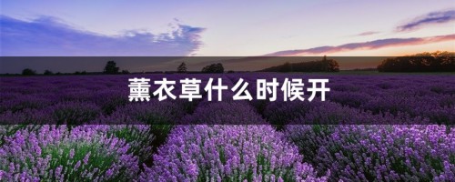 薰衣草什么时候开，薰衣草图片