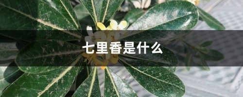 七里香是什么，七里香图片