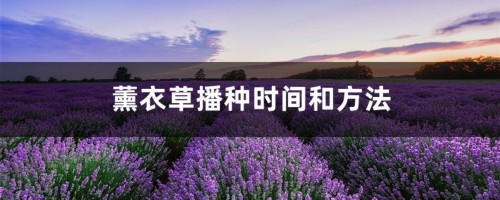 薰衣草播种时间和方法，薰衣草怎么收集种子