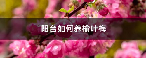 阳台如何养榆叶梅，需要注意什么