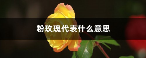 粉玫瑰代表什么意思