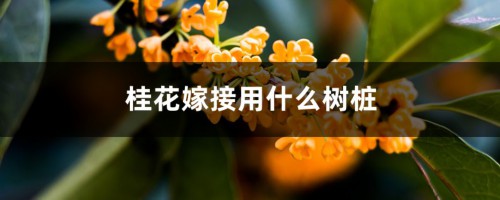 桂花嫁接用什么树桩（嫁接方法图解）