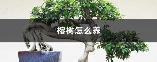 榕树怎么养，怎么修剪