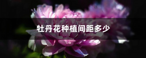 牡丹花种植间距多少