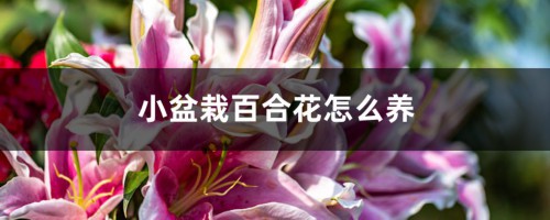 小盆栽百合花怎么养