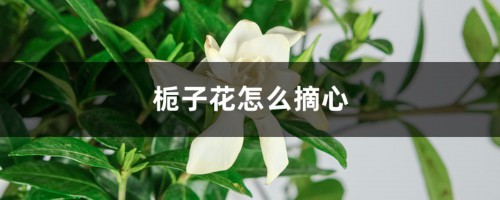 栀子花怎么摘心