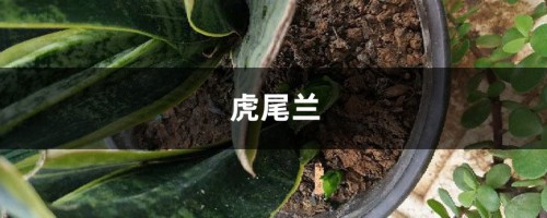 银脉虎尾兰有什么作用，第四点你可能不知道！