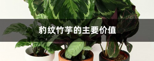 豹纹竹芋的主要价值