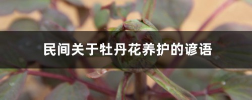 民间关于牡丹花养护的谚语