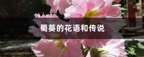 蜀葵的花语和传说