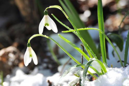 雪滴花的花语和传说