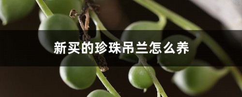 新买的珍珠吊兰怎么养