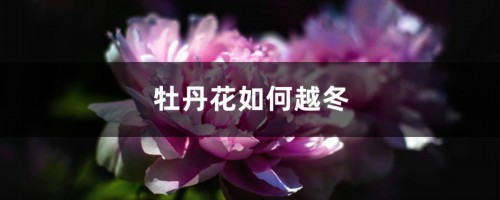 牡丹花如何越冬