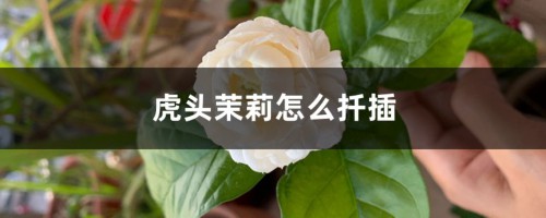 虎头茉莉怎么扦插，怎么剪枝