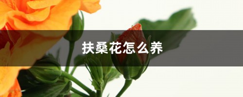 扶桑花怎么养