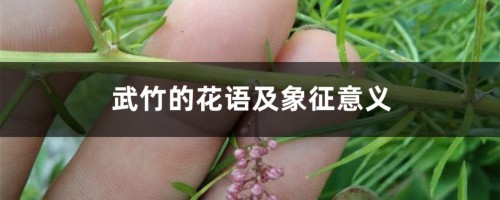 武竹的花语及象征意义