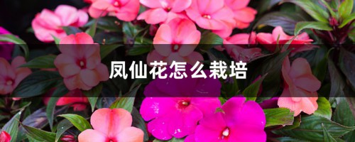 凤仙花怎么栽培