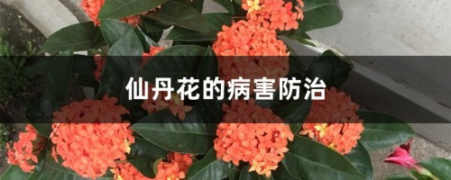 仙丹花的病害防治