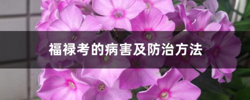 福禄考的病害及防治方法