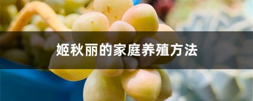 姬秋丽的家庭养殖方法