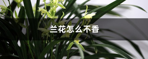 兰花怎么不香