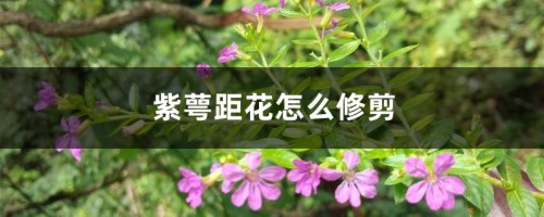 紫萼距花怎么修剪