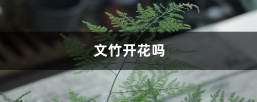 文竹开花吗