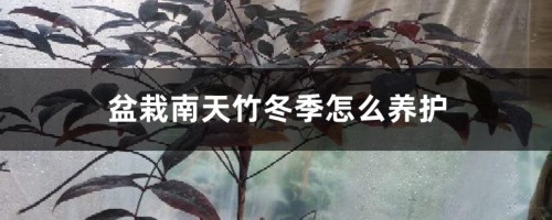 盆栽南天竹冬季怎么养护