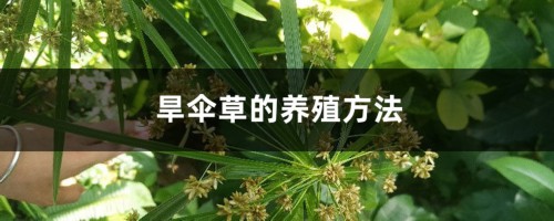 旱伞草的养殖方法