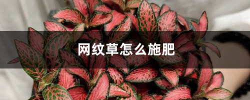 网纹草怎么施肥