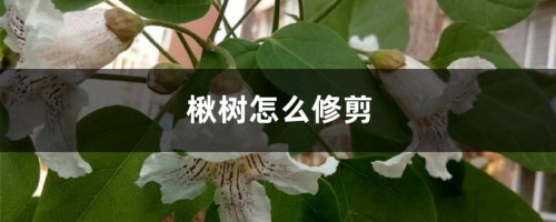 楸树怎么修剪