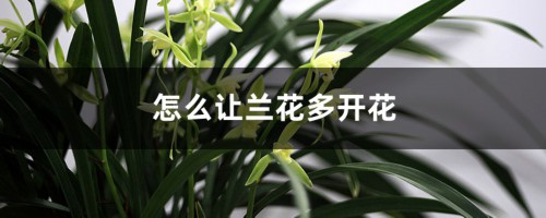 怎么让兰花多开花