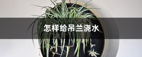 怎样给吊兰浇水