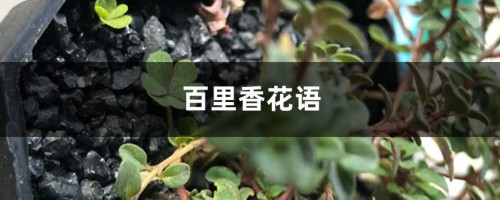 百里香花语